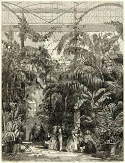 Surrey Collection: Interior of the Great Palm House, Kew Gardens, 1852