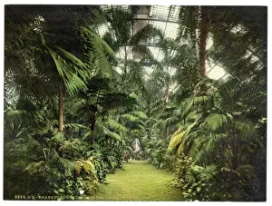 Interior of Palm Houses, Frankfort on Main (i. e. Frankfurt a