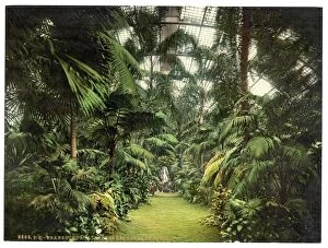 Interior of Palm Houses, Frankfort on Main (i.e. Frankfurt a