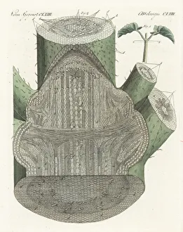 Stem Prints: Interior structure of the broad bean, Vicia faba