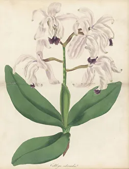 Volume 1 Prints: Intermediate cattleya orchid, Cattleya intermedia