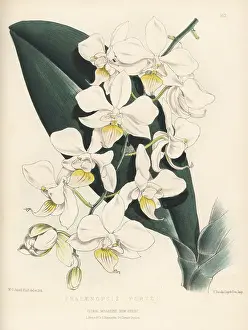 Intermediate phalaenopsis, Phalaenopsis -- intermedia