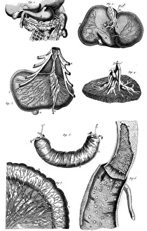 Kulm Prints: Internal Organs 18th C