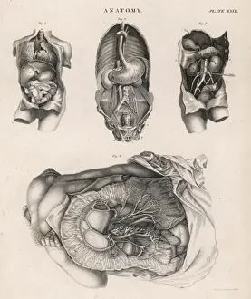 Organs Prints: Internal Organs / Diagrams