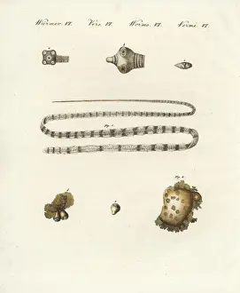 Encyclopedia Prints: Intestinal worms