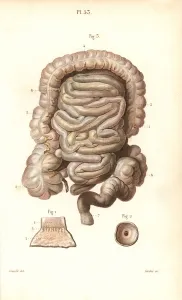 Organs Prints: The intestines