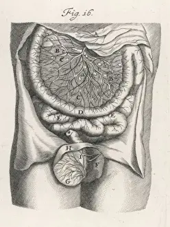 Intestines, C. 17