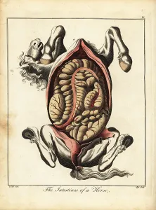 Recreation And Amusement Prints: The intestines of a horse
