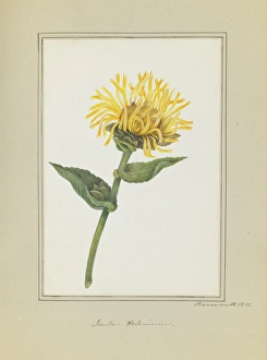 Women Artists Collection: Inula helenium, elecampane