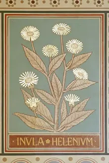 Inula helenium, elfwort
