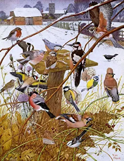 Bullfinch Collection: Invited guests at the bird-table by Neave Parker
