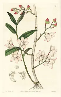 Inward-bent dendrobium orchid, Dendrobium aduncum