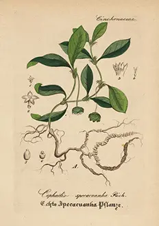 Gewachse Prints: Ipecacuanha, Carapichea ipecacuanha