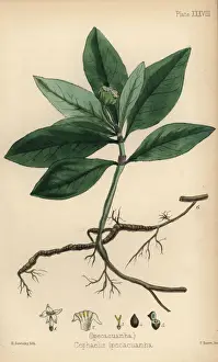 Ipecacuanha, Carapichea ipecacuanha