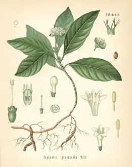 Ipecacuanha, Carapichea ipecacuanha