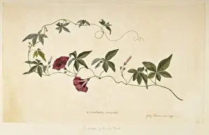 Convolvulus Prints: Ipomoea cairica, mile a minute vine