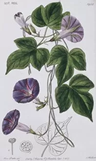 Lamiales Gallery: Ipomoea diversifolia, morning-glory