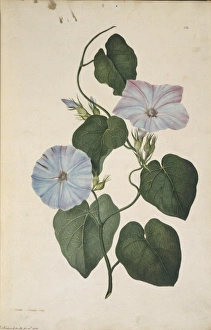 Ipomoea indica, morning glory Ipomoea indica, morning glory