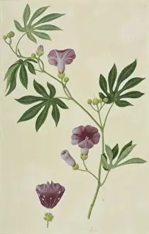 Potted Histories Prints: Ipomoea mauritiana, giant potato
