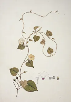 Asterid Gallery: Ipomoea obscura, morning glory