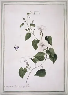 Potted Histories Prints: Ipomoea pandurata, man-root