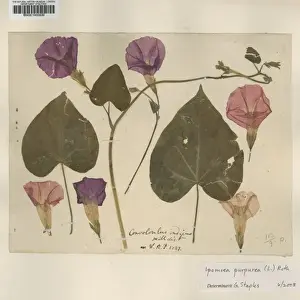 Purpurea Prints: Ipomoea purpurea (L. ) Roth, tall morning-glory