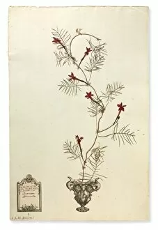 Pressed Gallery: Ipomoea quamoclit, Cardinal creeper
