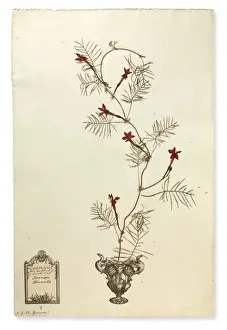 Solanales Prints: Ipomoea quamoclit, Cardinal creeper