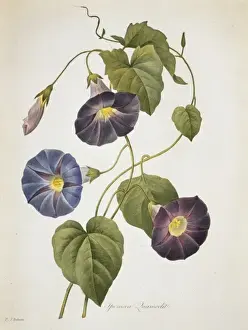 Climber Prints: Ipomoea quamoclit, Cypress vine