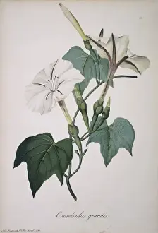 Glory Prints: Ipomoea sp. morning glory