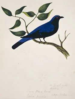 Irena puella, Asian fairy bluebird