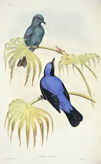 Passeriformes Prints: Irena puella, Asian fairy-bluebird