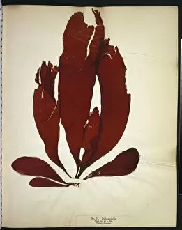 Algal Gallery: Iridaea edulis, seaweed