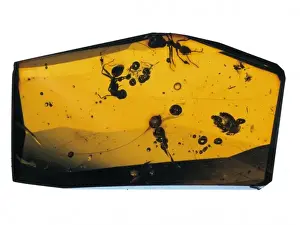 Formicidae Prints: Iridomyrmex geinitzi, ants in amber