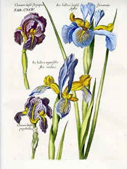 Iris