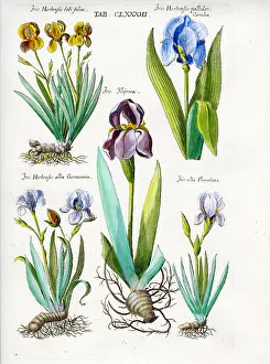 Iris