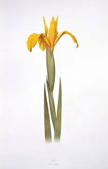 Dykes Prints: Iris aurea, iris