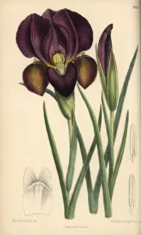 Iris barnumae, purple iris native of Armenia