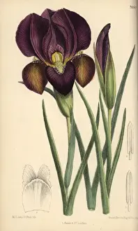 Armenia Prints: Iris barnumae, purple iris native of Armenia