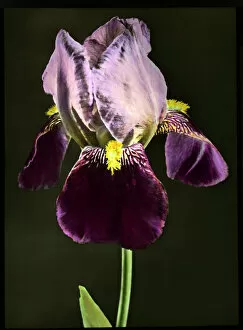 Flowering Gallery: Iris Bruno (Tall Bearded Iris)