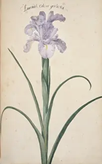 Potted Histories Prints: Iris cf. germanica, bearded iris