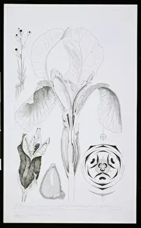 Iris Prints: Iris florentina