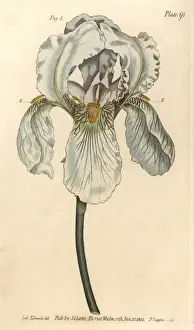Lectures Prints: Iris florentina, Iris germanica nothovar