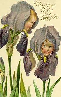 Iris flower faces