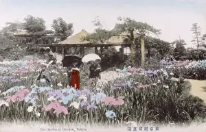 Blooms Prints: The Iris Flower Garden, Horikiri, Tokyo, Japan