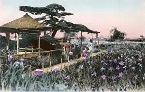 The Iris Flower Garden, Horikiri, Tokyo, Japan