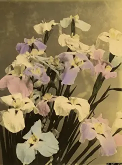 Irises Prints: Iris flowers