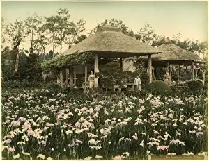 Iris flowers at Horikiri, Tokyo