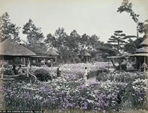 Iris garden in Horikiri, Tokio