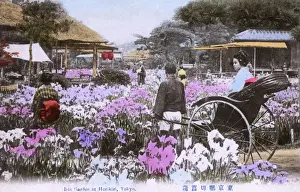 Irises Prints: Iris Garden, Horikiri, Tokyo, Japan